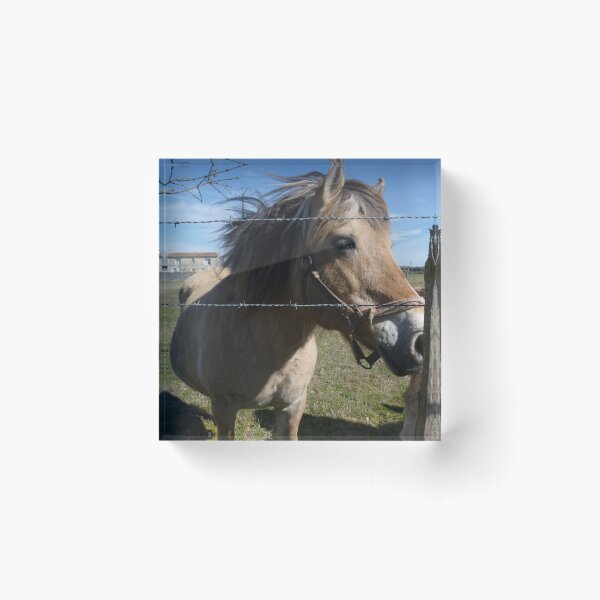 Cheval Bloc acrylique