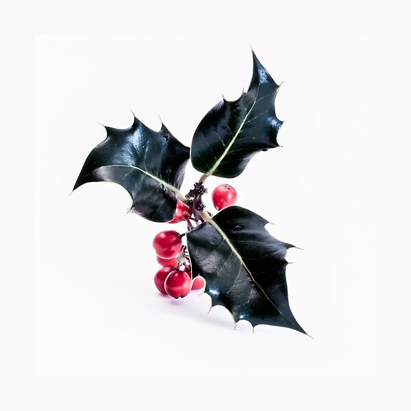 Christmas Holly Photographic Print