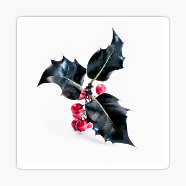 Christmas Holly Sticker