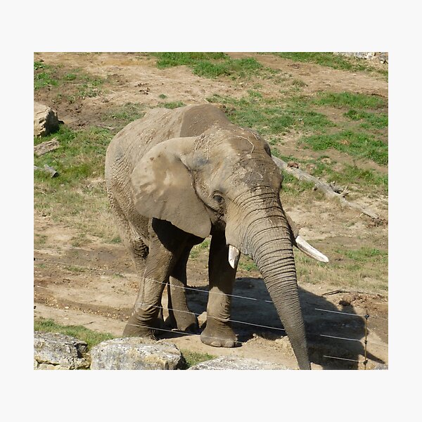 Elephant Impression photo