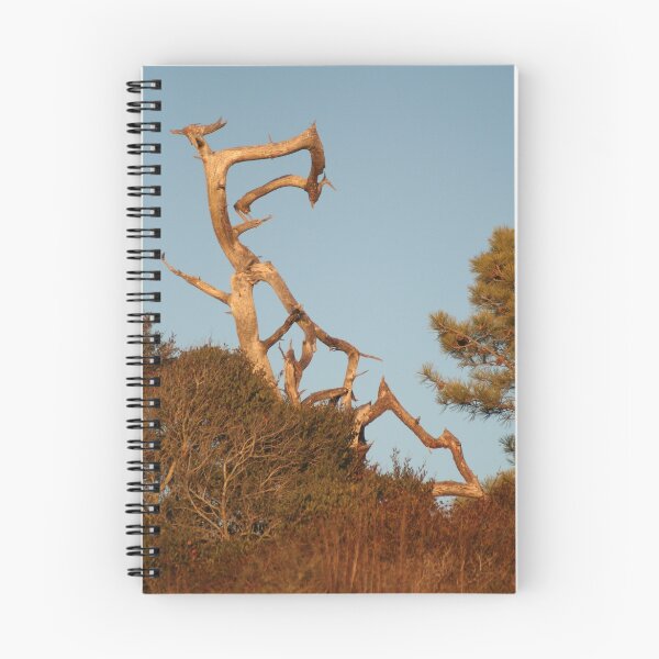 Item preview, Gnarled Tree in Setting Sun Light designed and sold by Laurel Talabere.