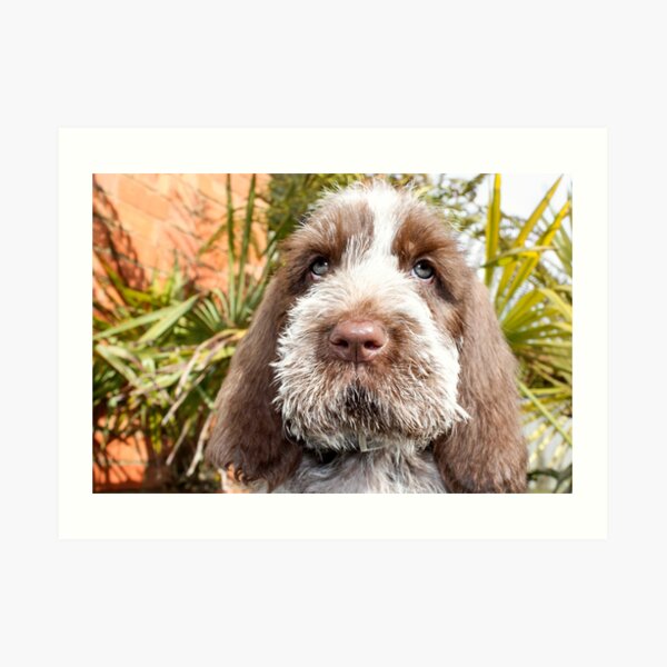Sitting puppy Spinone Art Print