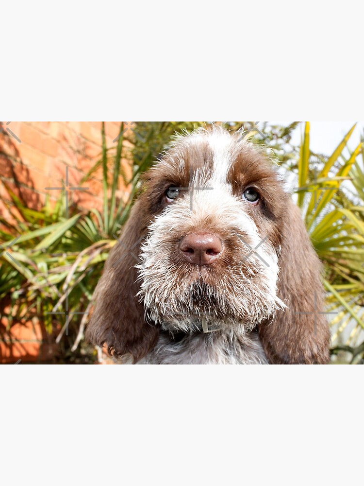 orange roan italian spinones