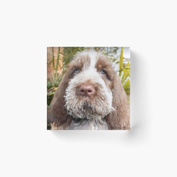 Sitting puppy Spinone Acrylic Block