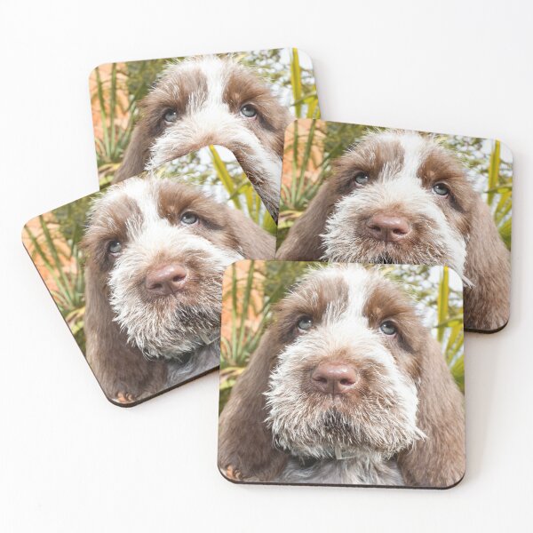 Sitting puppy Spinone  Coasters (Set of 4)
