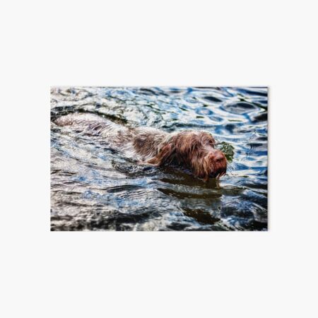 Swimming Spinone Art Board Print