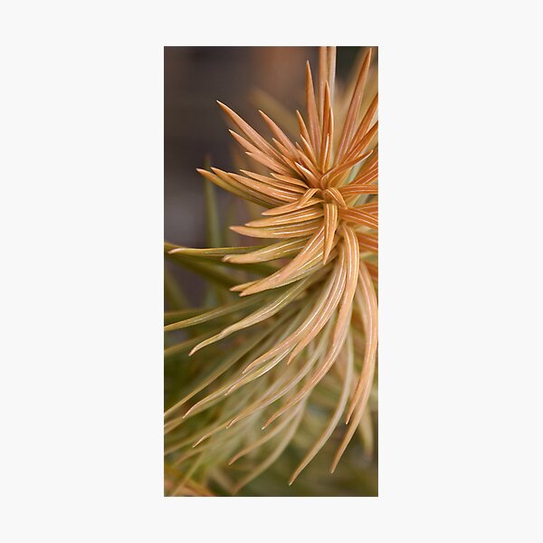 Twisting Branch Photographic Print
