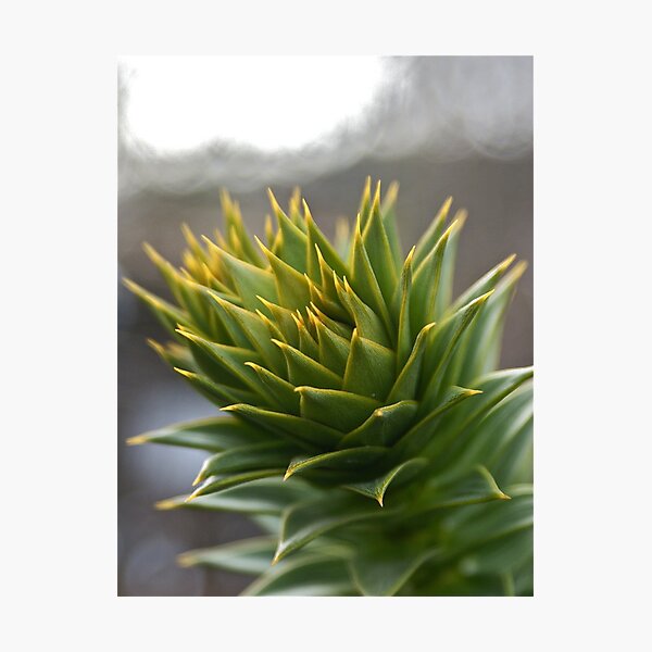 Prickles and Light Photographic Print