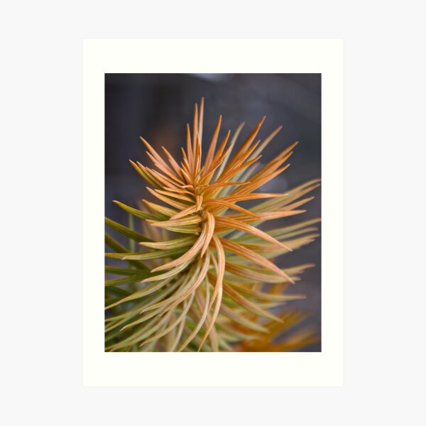 Orange Swirl Art Print