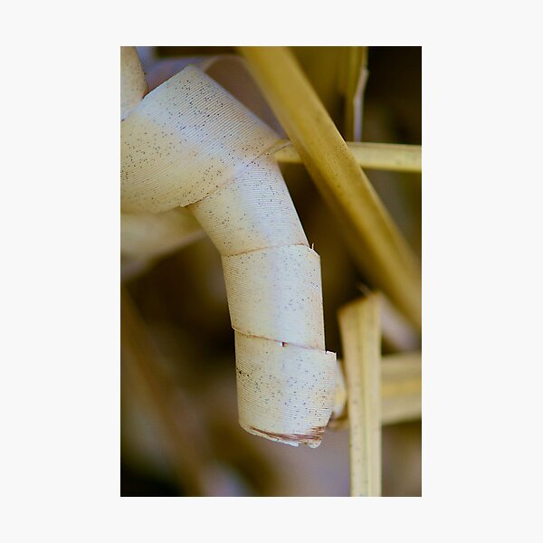 Grass Penis Photographic Print