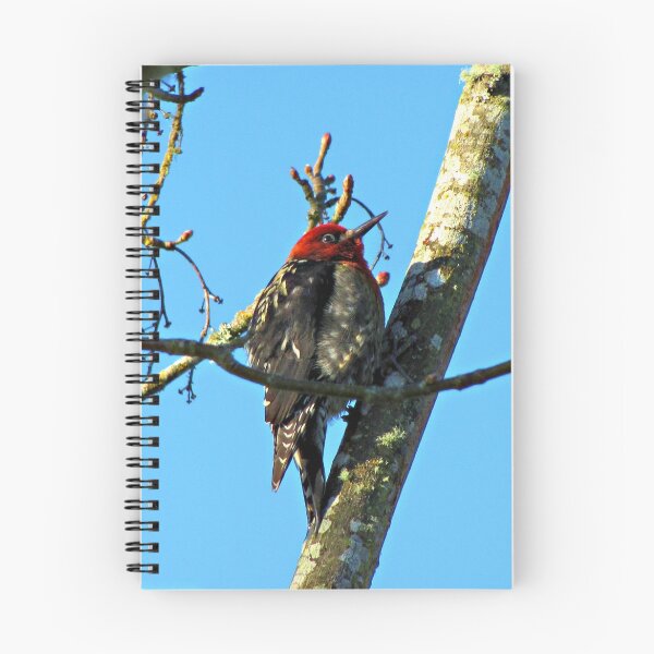 Item preview, I’m a Red-breasted Sapsucker!  What Do You Call Yourself ? designed and sold by Chuck Gardner.