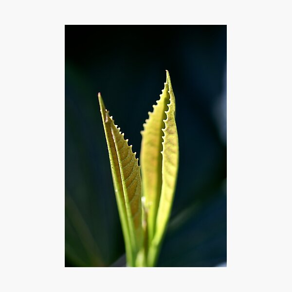 Light Leaf Photographic Print