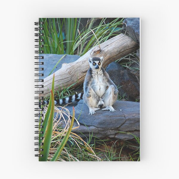Item preview, Ring-Tailed Lemur. "Lemur catta" Adelaide Zoo designed and sold by patapping.