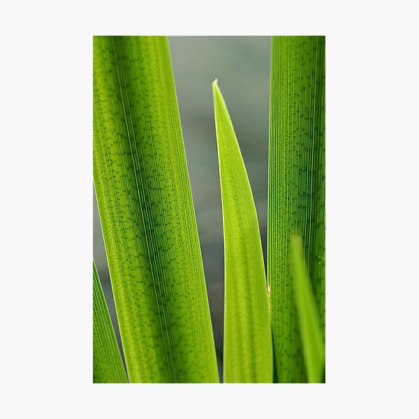 Iris Foliage Photographic Print