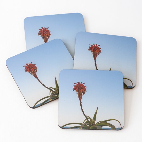 Item preview, Aloe Arborescens designed and sold by iCimages.net.