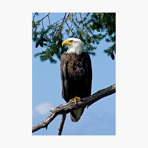 Majestic Bald Eagle Photographic Print