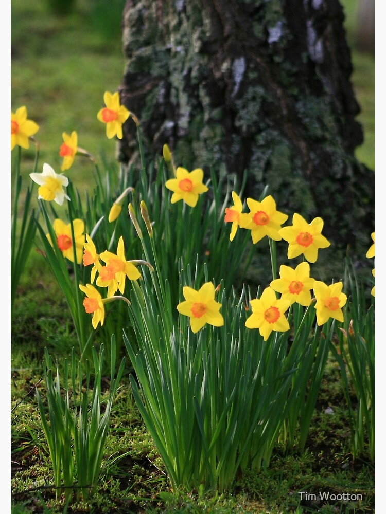 Daffodils by wootton60