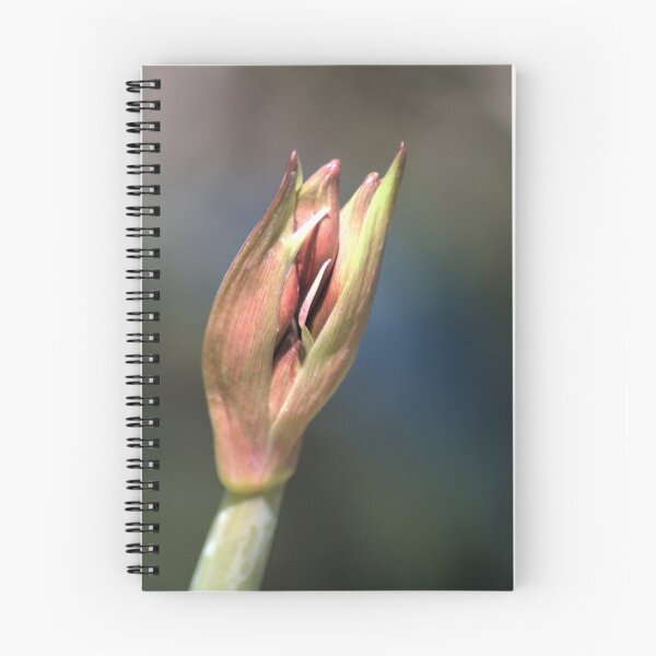 Item preview, Amaryllis Bud designed and sold by Donna Wilkins.
