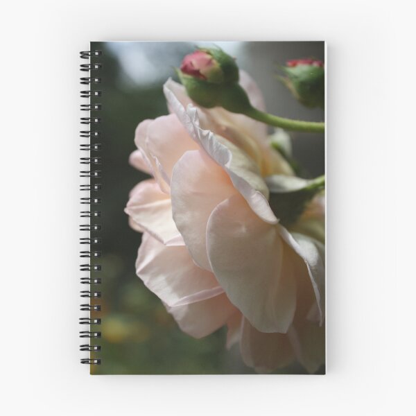 Item preview, No. 1 Pink Tea Rose Series designed and sold by Luke and Katie Thurlby.