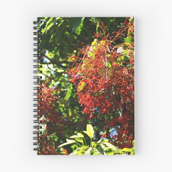 Item preview, Illawarra Flame Tree in Drouin Gippsland Victoria designed and sold by Bev Pascoe.