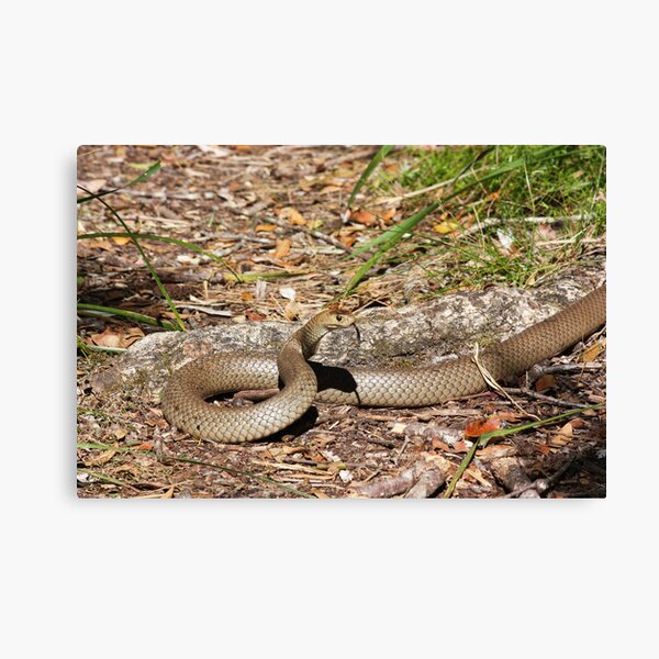 Eastern Brown Snake Canvas Print