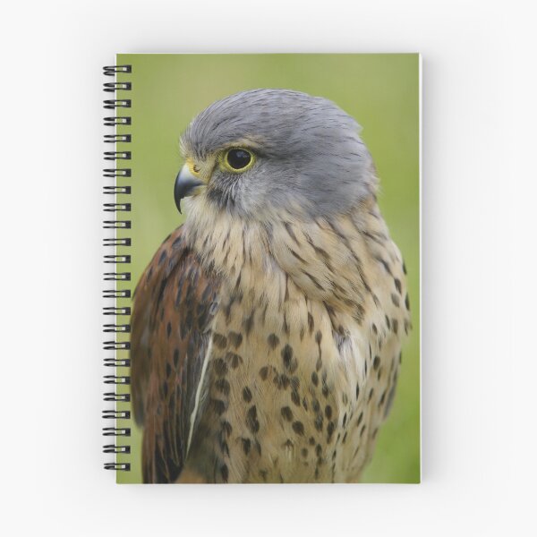 Item preview, Kestrel designed and sold by Robert Kendall.
