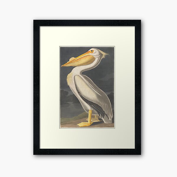 Item preview, Vintage Illustration of a White Pelican (1836) designed and sold by BravuraMedia.