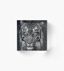 Here Kitty, Kitty, Kitty Acrylic Block