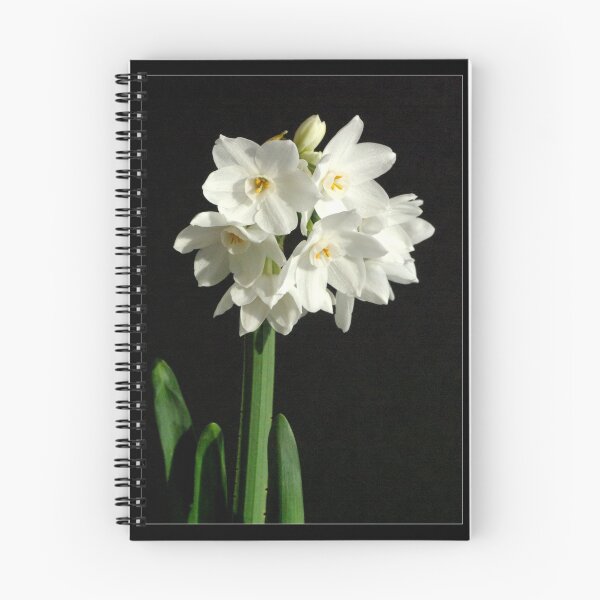 Item preview, Paper Whites I designed and sold by orchiddesign.