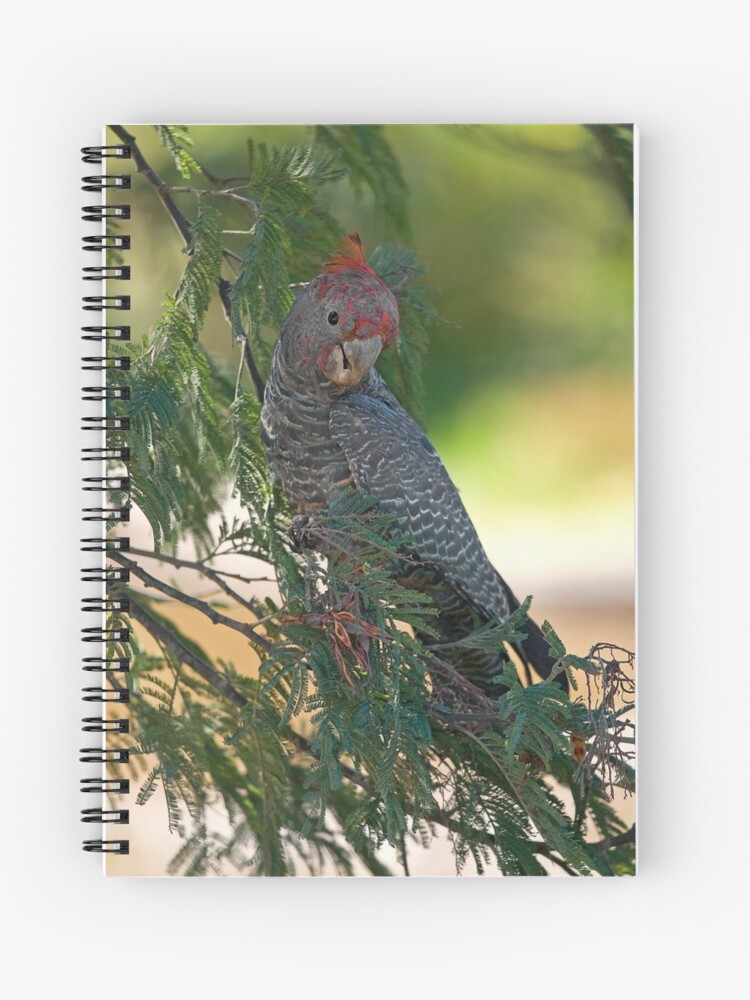 Thumbnail 1 of 3, Journal, Gang Gang Cockatoo designed and sold by RICHARDW.