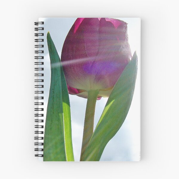 Aperçu de l'œuvre Sun Tulip créée et vendue par cnik.