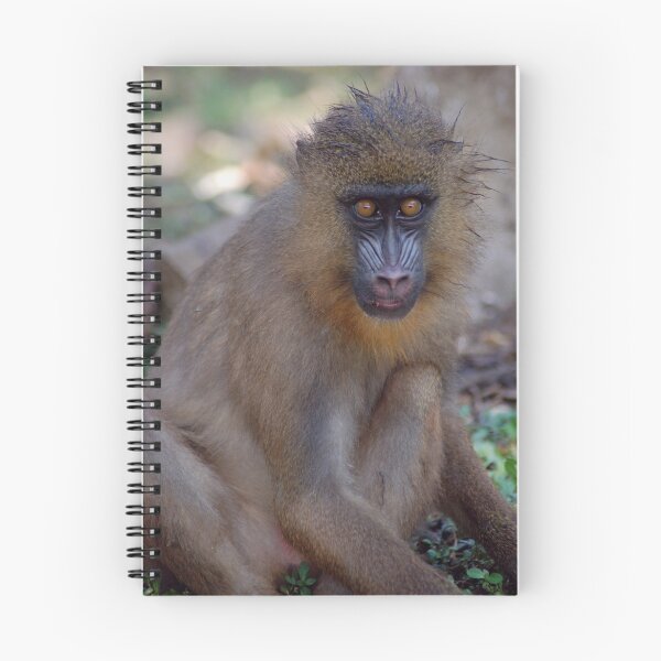 Item preview, Mandrill Stare designed and sold by ApeArt.