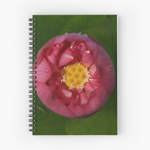 Item preview, Miniature Lotus Momo Botan - From above designed and sold by tapperboy.