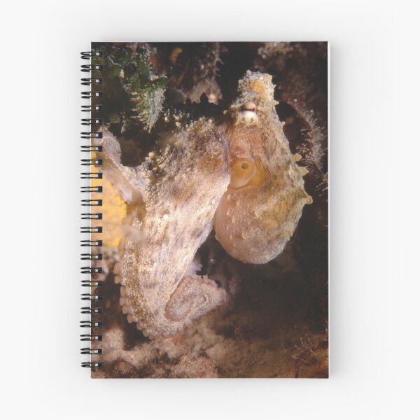 Item preview, Common Sydney Octopus designed and sold by Erik Schlogl.