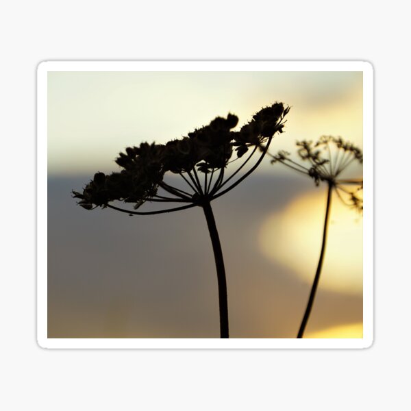 Seedhead in silhouette Sticker