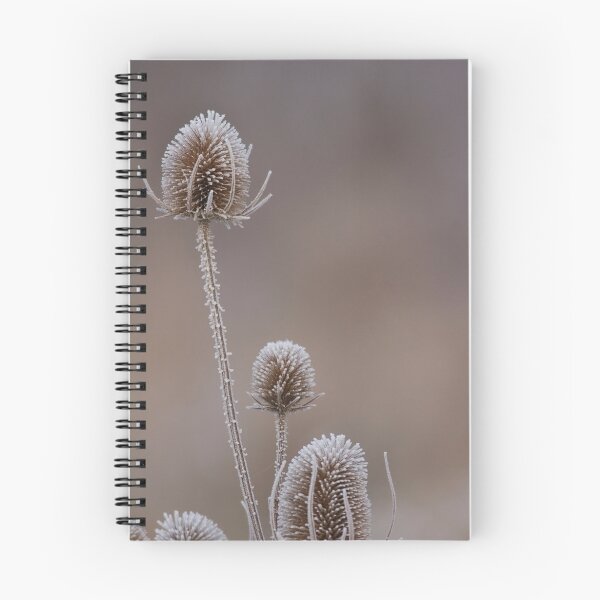 Item preview, Teasles in frost designed and sold by Ashley Crombet-Beolens.