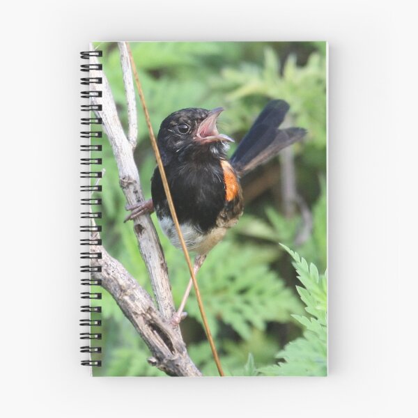 Item preview, The Red-backed Fairy-wren (Malurus melanocephalus)  designed and sold by Normf.