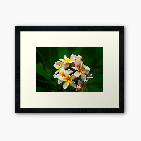 Frangiapani Framed Art Print