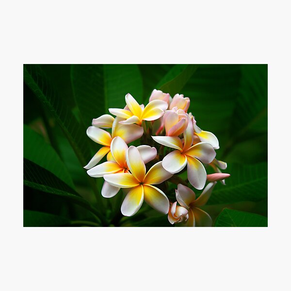 Frangiapani Photographic Print