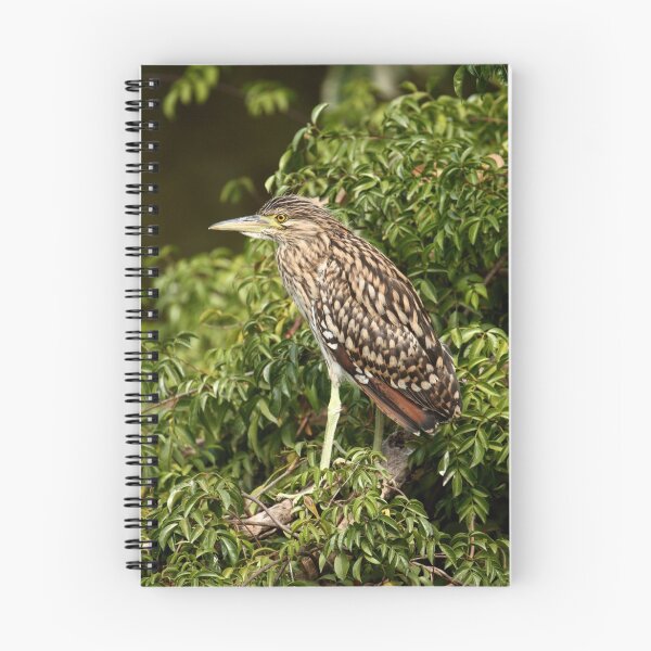 Item preview, Nankeen Night Heron designed and sold by margotk.