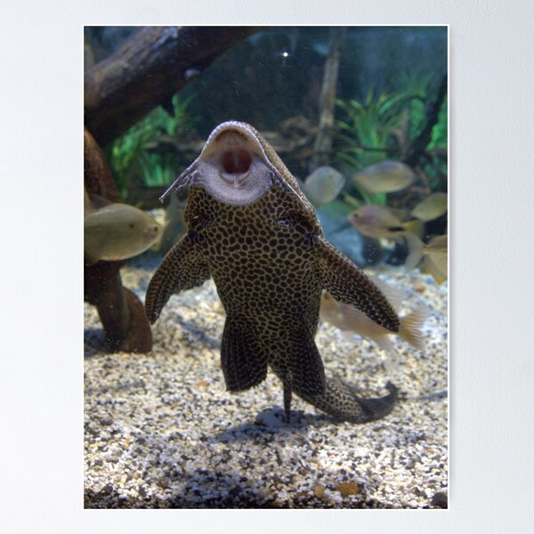 Item preview, Give Me A Kiss ~ Plecostomus, or Algae eaters designed and sold by Clive.