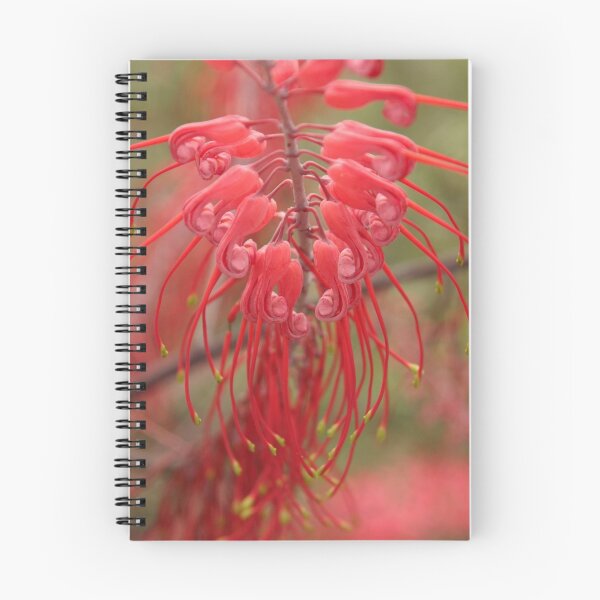 Item preview, Grevillia dryandri (red) designed and sold by InNature.