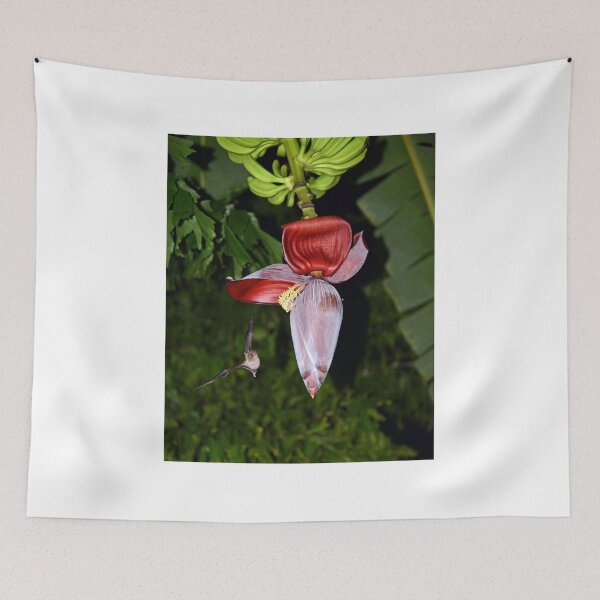 Item preview, Bat Pollinating a Banana Plant designed and sold by Chris Monks.