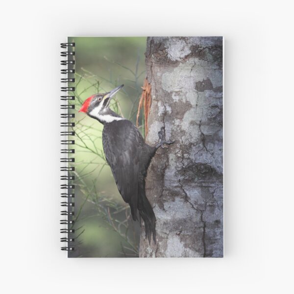 Pileated Woodpecker Spiral Notebook