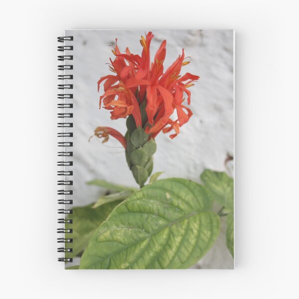 Artikelvorschau, Flower from india entworfen und verkauft von Christian Burton.