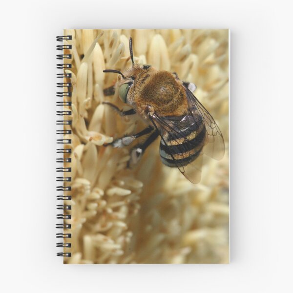 Item preview, Native bee on Banksia designed and sold by InNature.