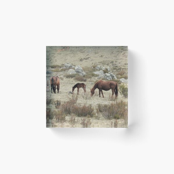 Item preview, SNOWY BRUMBIES designed and sold by julie anne  grattan.