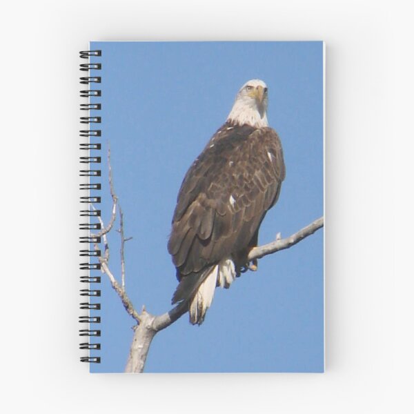 Item preview, PNW Raptor - Bald Eagle designed and sold by tkrosevear.