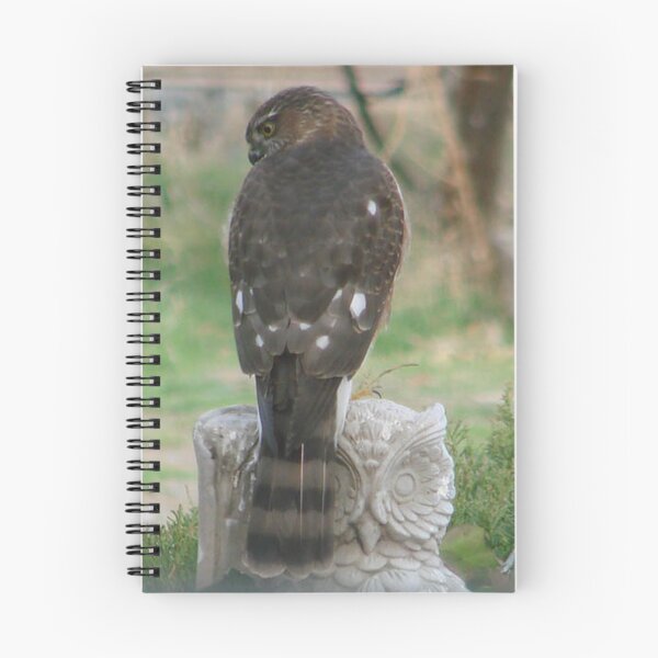Item preview, PNW Raptor - Merlin Falcon2 designed and sold by tkrosevear.
