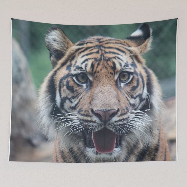 Item preview, Tiger's Attention designed and sold by Bob Hardy.